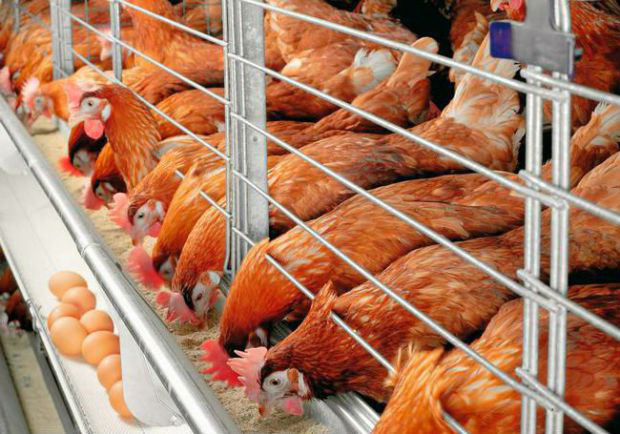 Training Manajemen Ayam Petelur Sistem Close House